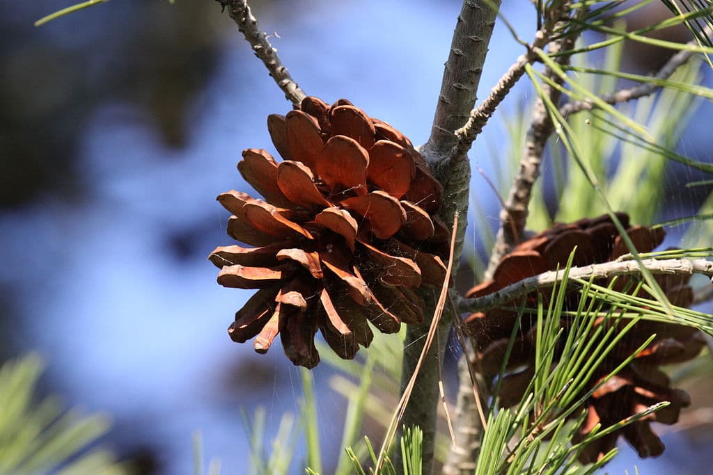 Une pive, ou pomme de pin